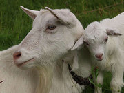 Продам козу дійну білу безрогу (шута)