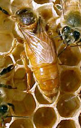 Продам пчеломаток итальянской породы (ligustica)