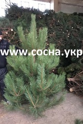 Сосна крымская крымка на елку новогоднюю опт