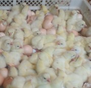 Бройлер кросс  КОББ 500 и инкубационные яйца