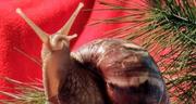 Улитки африканские ахатины,  мох живой ягель,  сфагнум,  прикорм