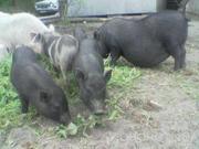 продам семью вьетнамских свинок